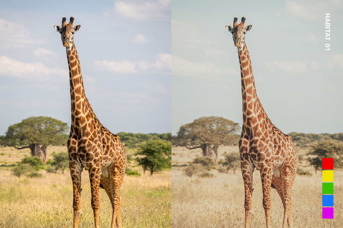 25 Safari Lightroom Presets LUTs, a Preset Add-On by SparkleStock (Photo 10 of 15)