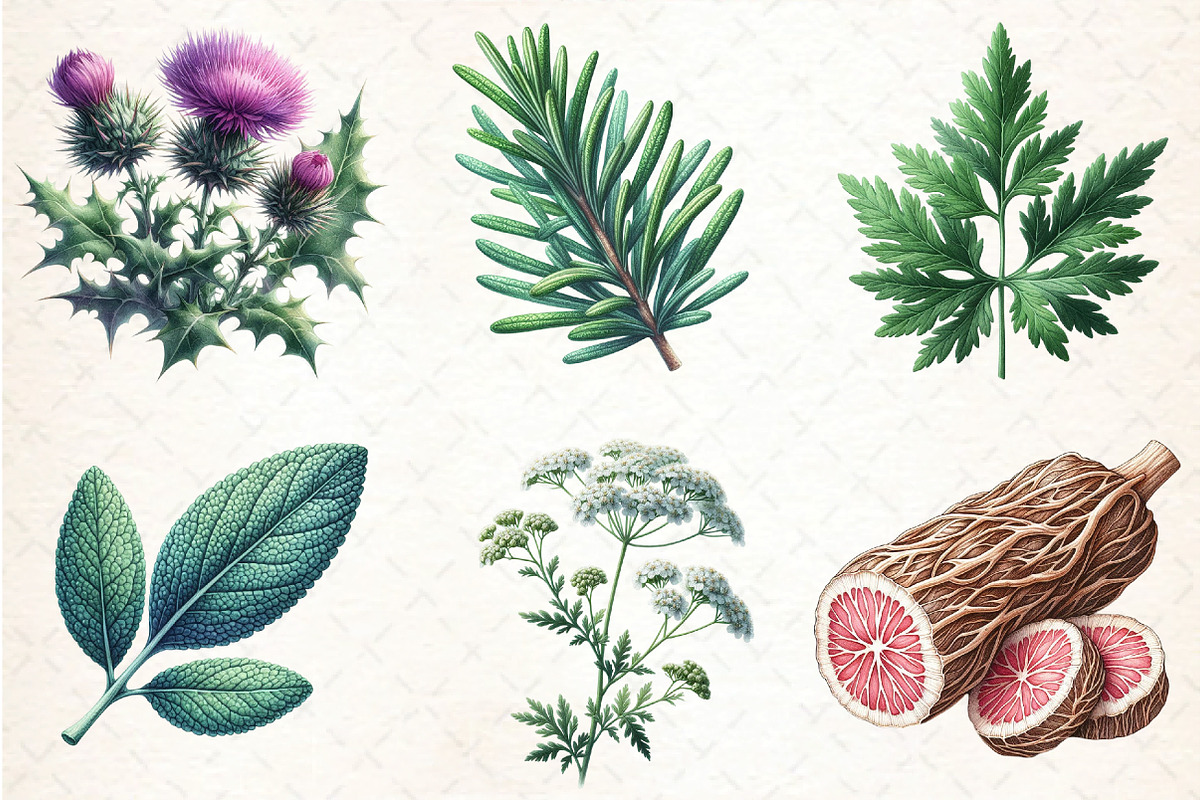 Medicinal Plants Clipart PNG Bundle, an Illustration by DreamCafeArt (Photo 4 of 9)