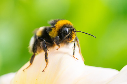 Bumblebee on a flower macro. Bumbleb, an Animal Photo by AlexBush