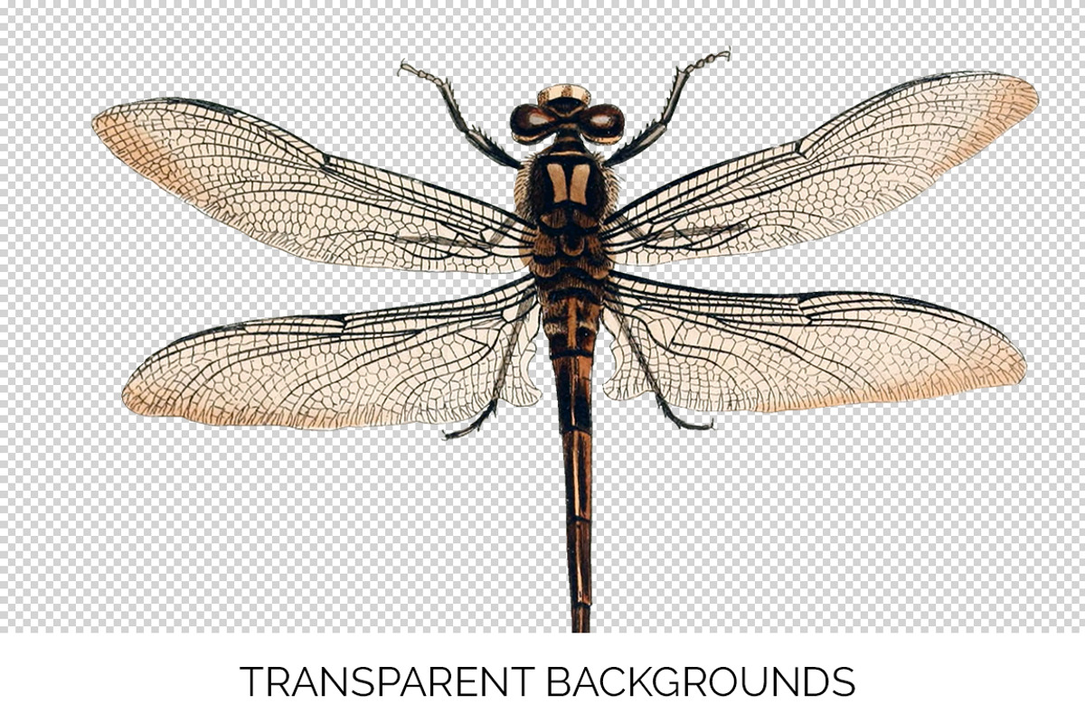 Dragonfly Australian Vintage Insect, an Illustration by Enliven Designs (Photo 3 of 8)