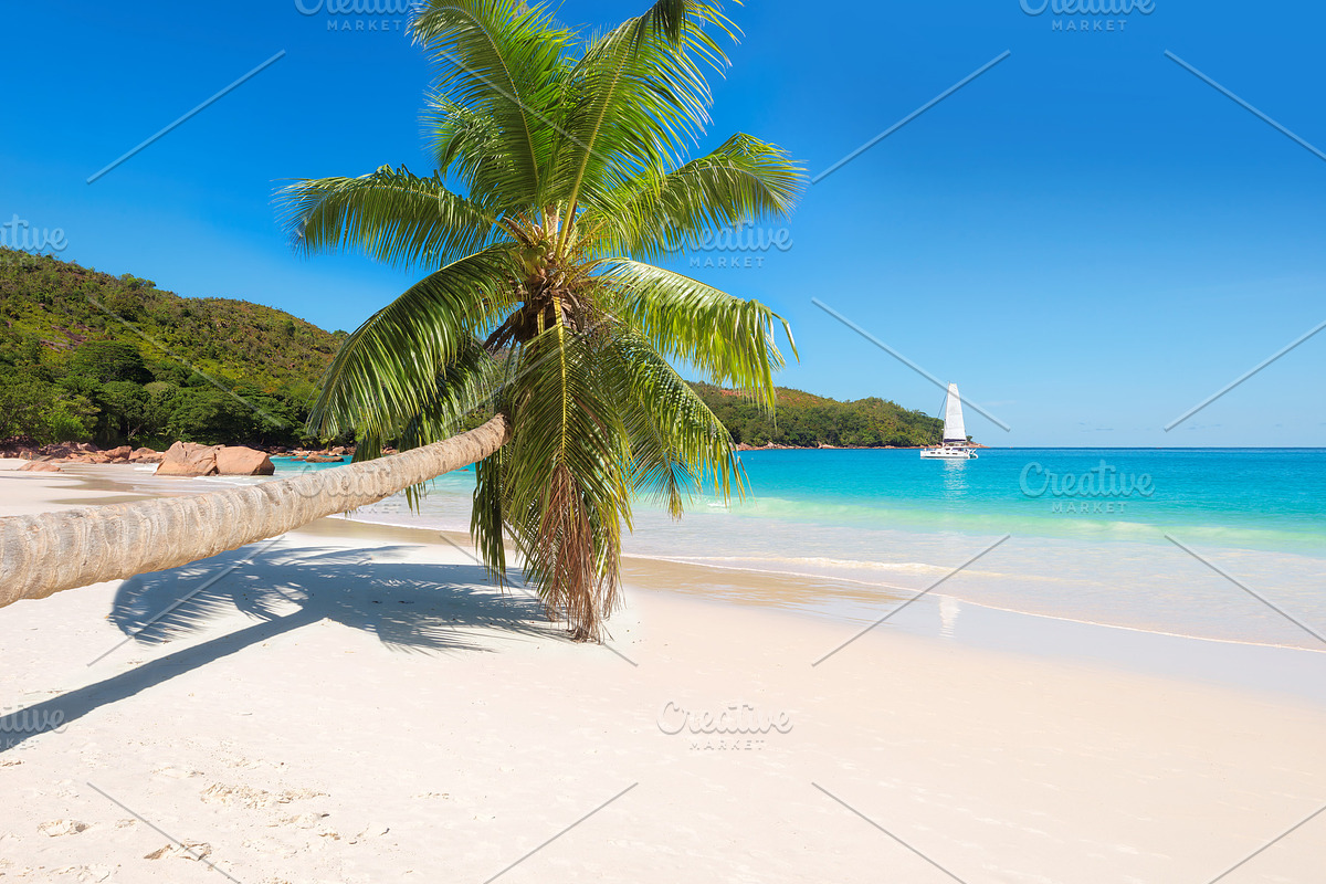 Paradise beach containing beach, palm, and tree, a Nature Photo by Lucky Photographer (Photo 2 of 2)