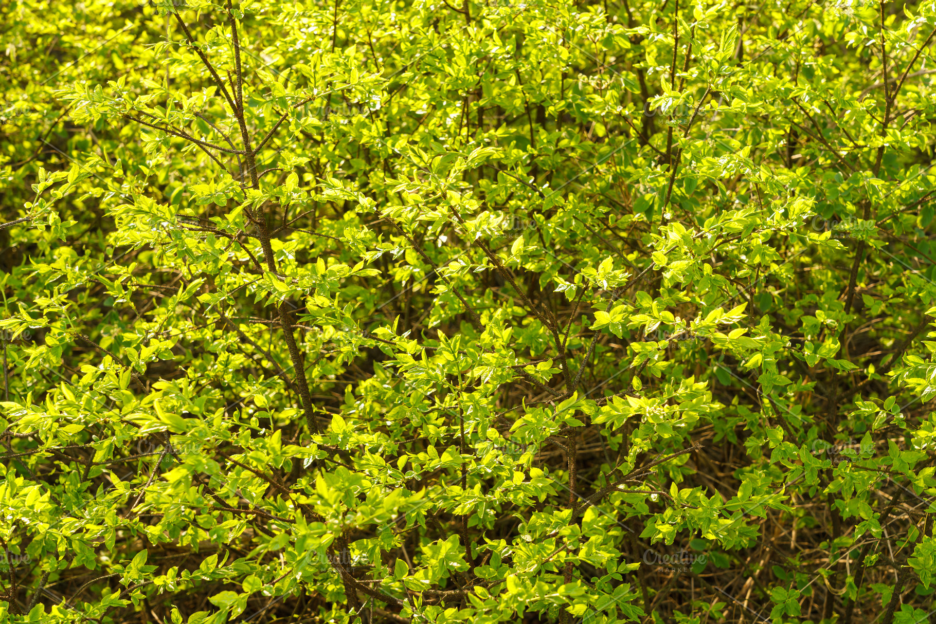 Full frame image of dense lime green shrub with young leaves in late spring or, a Nature Photo by Eugene_Photo