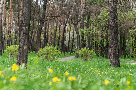 Landscape in a city park in spring, trees, green grass with brig, a Nature Photo by TanaCh