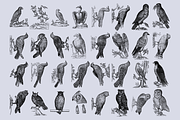 Birds of the World Illustrations, an Animal Illustration by Nomad Visuals (Thumbnail 8 of 12)