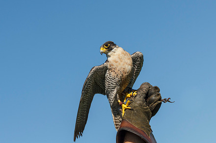 Peregrine Falcon on Falconers Glove