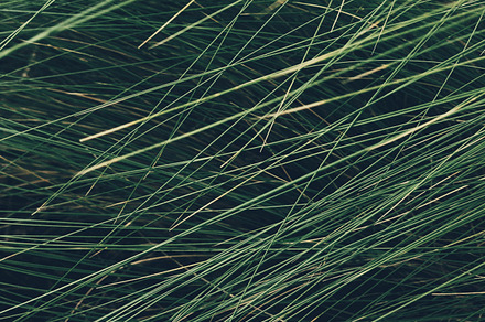 Grass stock picture, a Nature Photo by philcoffman