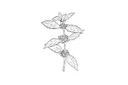 American Wild Mint Plant Drawing, a Decorative Illustration by patrimonio (Thumbnail 1 of 3)