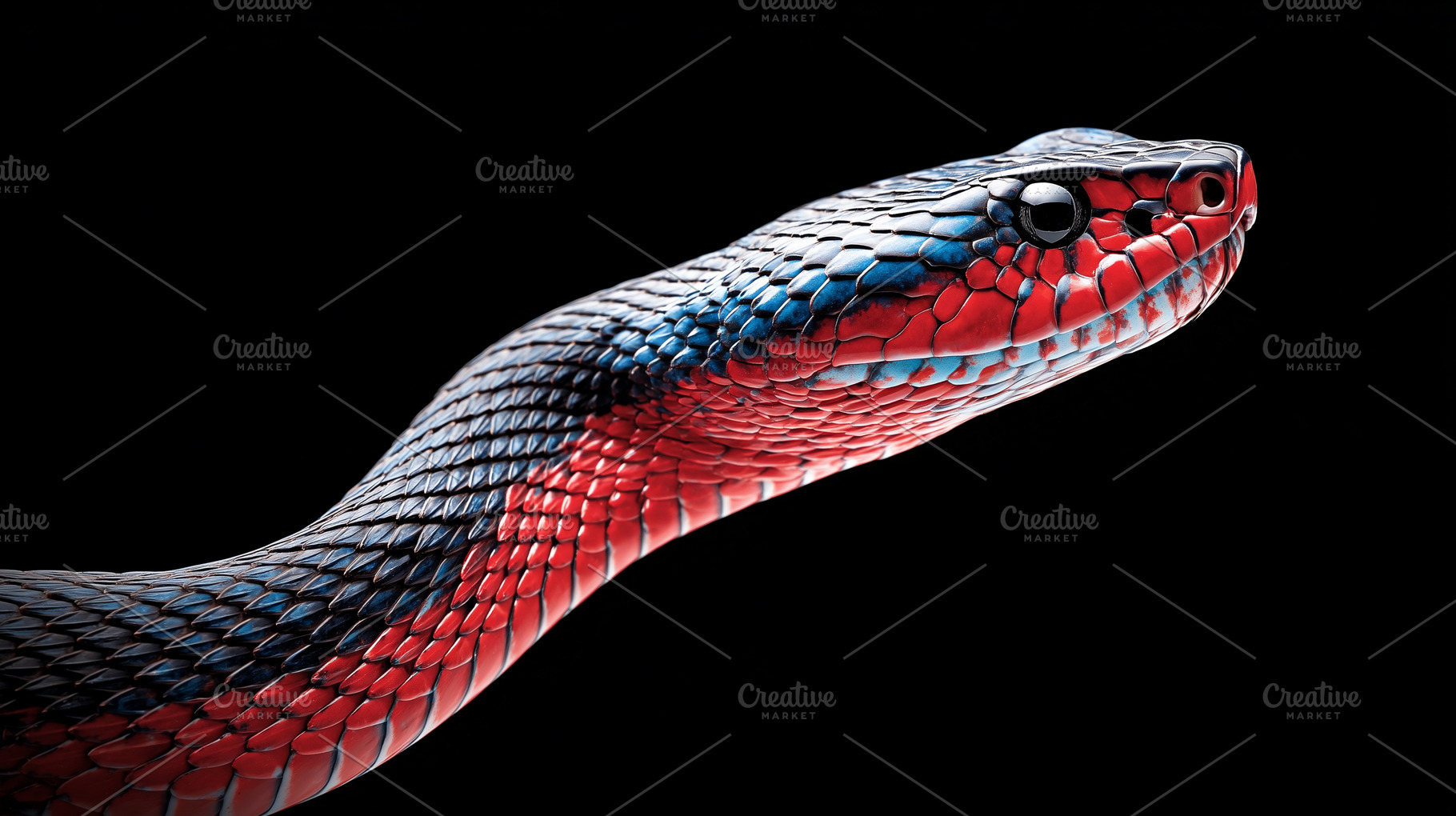 Colorful snake on black, an Animal Photo by MistyDay