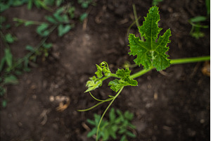 Young pumpkin vine with vibrant, a Nature Photo by volodymyrshtun13795