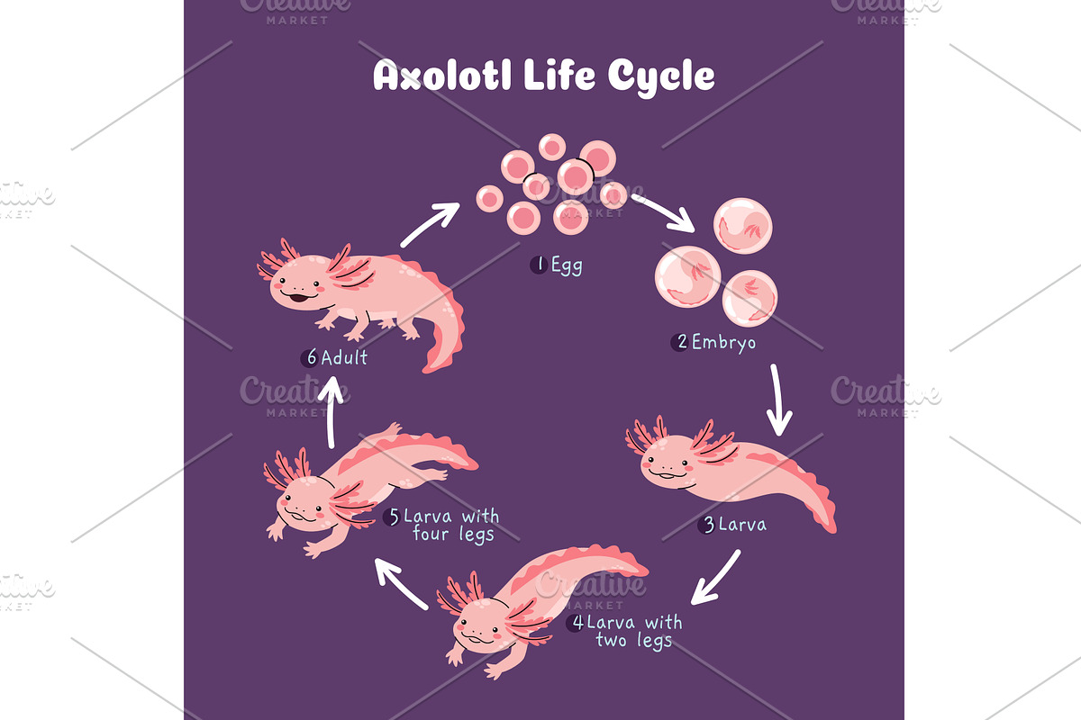Axolotl life cycle infographic, an Animal Illustration by winwin.art
