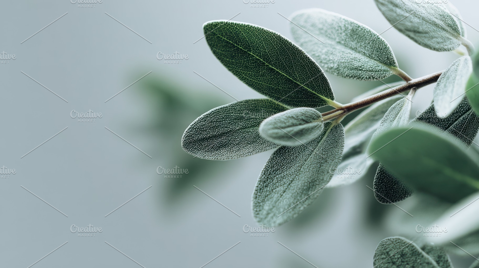 Close-up of green leaves, a Photo by Beautiful things