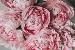 Pink peonies blurred macro texture, a Beauty & Fashion Photo by Anntuan