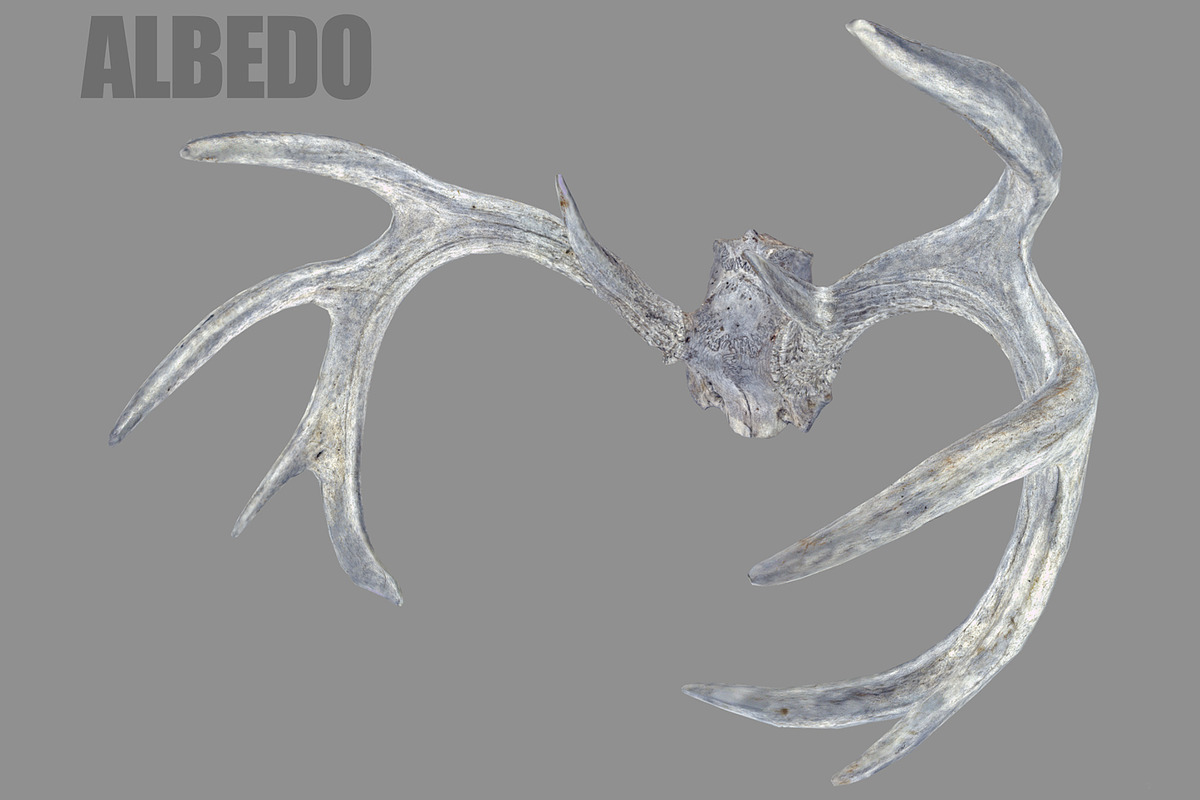 Deer Horns, an Animal 3D Model by Beatheart Creative Studio (Photo 4 of 17)