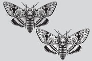 Monochrome Death's-Head Hawk Moth, a Decorative Illustration by Valentyna Smordova (Thumbnail 2 of 2)