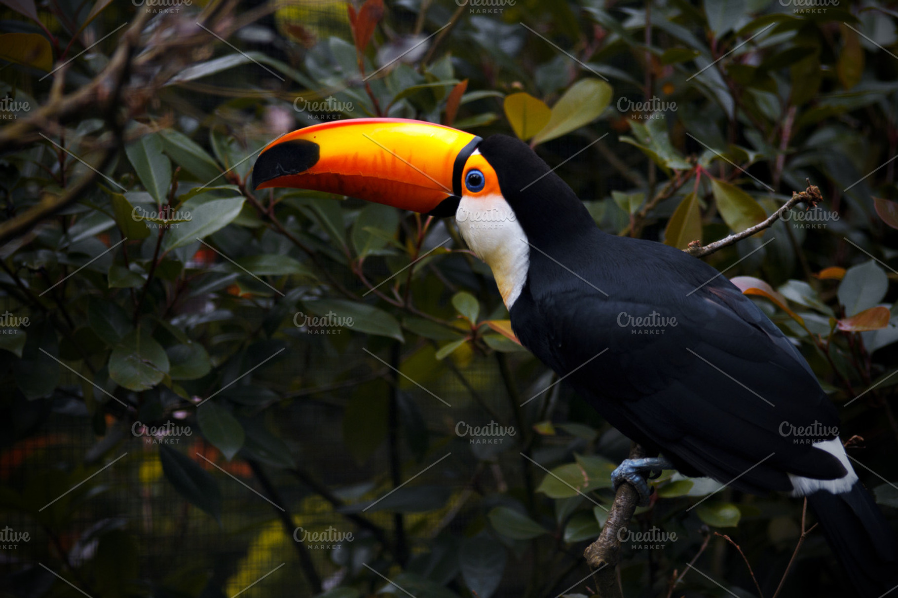 The toucan sits on nature stock photo containing toucan and bird, an Animal Photo by JS Shop
