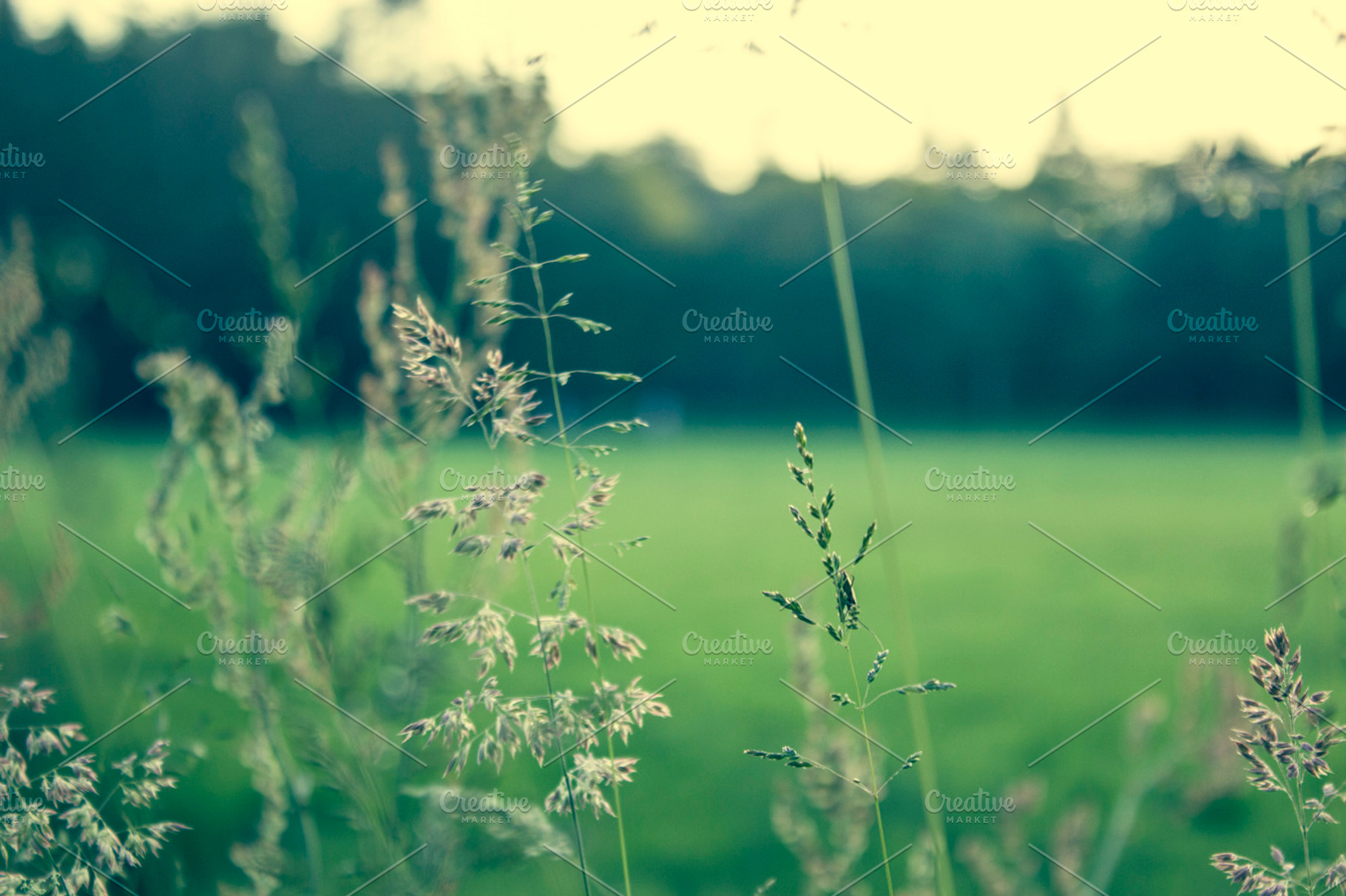 Backlight Summer Viii Containing Depth Of Field Grass And Green