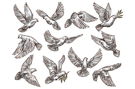 White dove with olive branch