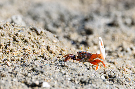 Fiddler crabs, small male sea crab is eating food