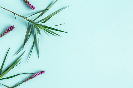 Tropical plants containing leaf, flower, and tropical, an Arts & Entertainment Photo by Flaffy