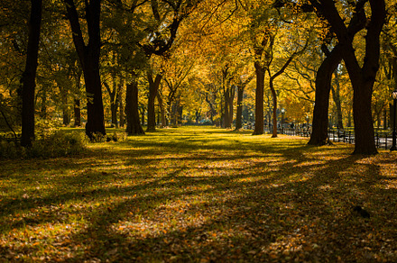 Manhattan Central Park, a Nature Photo by EVA.studio