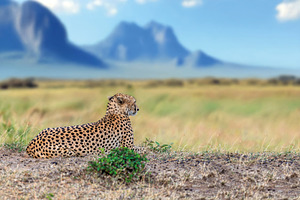 Cheetah lies in the grass against the backdrop of mountains in a, an Animal Photo by Byrdyak