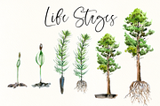Pine Tree Life Cycle Set, an Education Illustration by Tati Bordiu (Thumbnail 4 of 5)