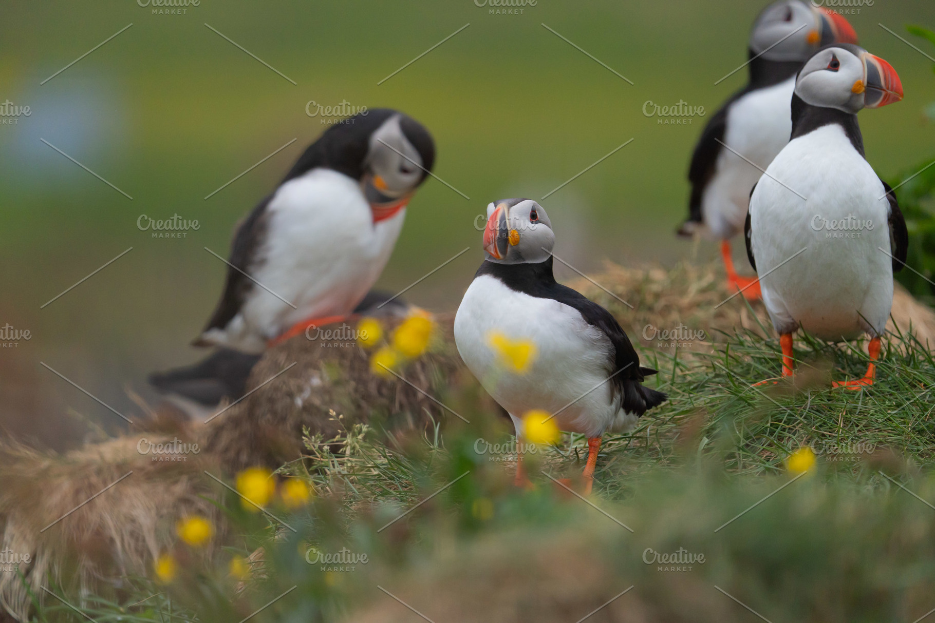Close up of puffin bird or Fratercula in Iceland in summer seaso, an Animal Photo by Tampatra