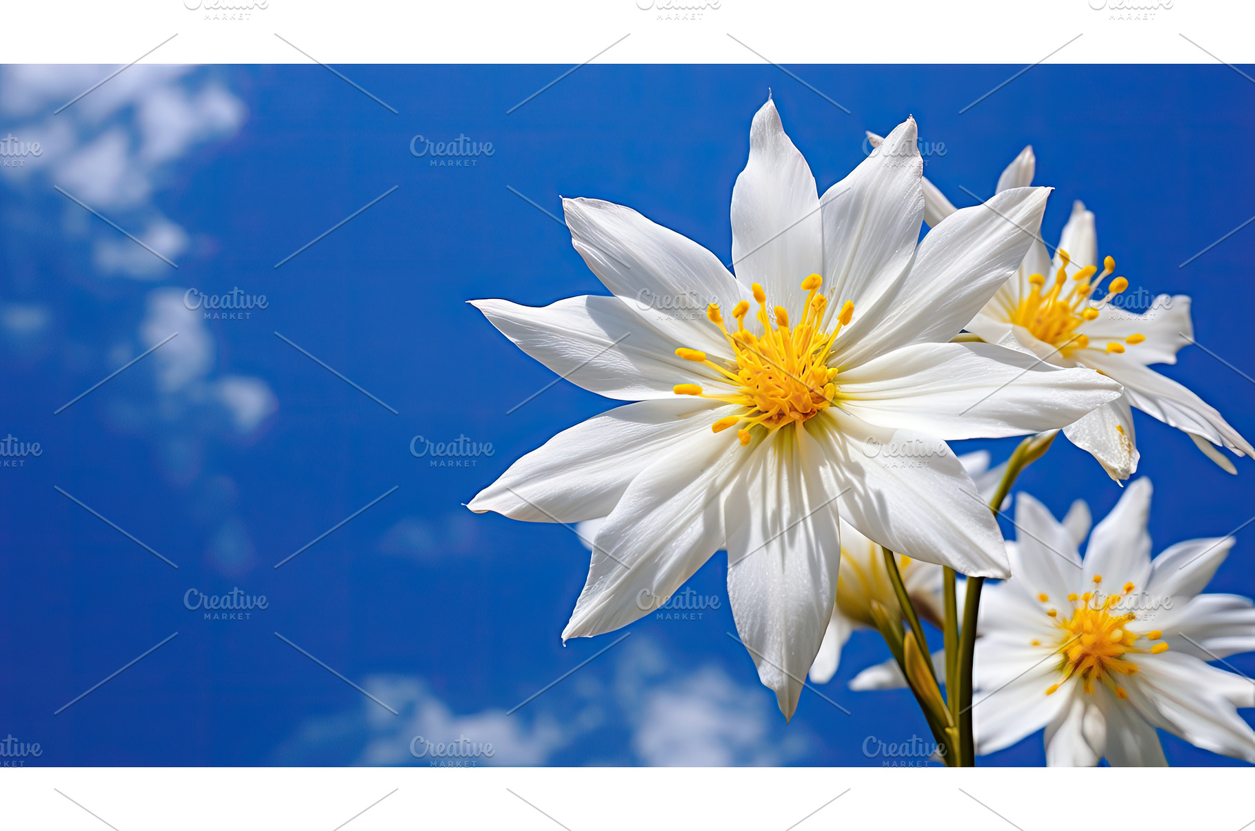 yellow star of bethlehem ai, a Nature Photo by pikepicture