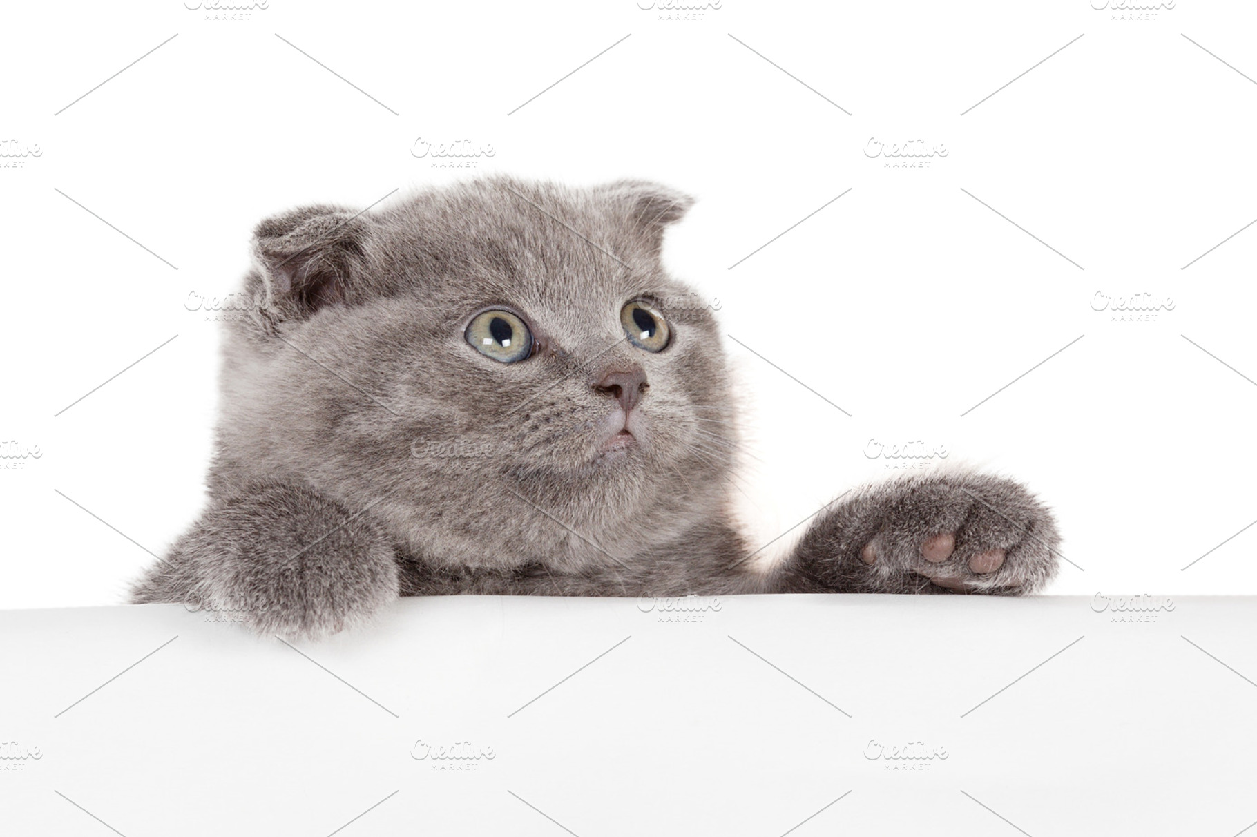 Grey kitty containing adorable, animal, and background, an Animal Photo by AlohaHawaii