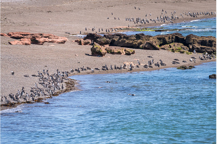 Magellanic penguins standing on the, an Animal Photo by Backyard Stock