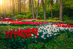 Flowery garden with various flowers, a Nature Photo by Alpine Dreams