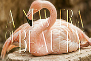 ZAWERMES - Thin Lines Elegance, a Serif Font by HypeWorksCo (Thumbnail 13 of 21)