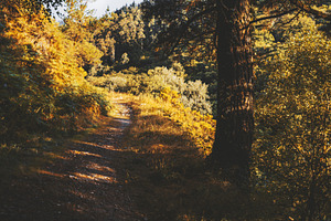 Autumn forest trail sunlight, a Nature Photo by SkyNext
