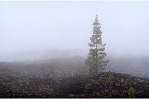 Lone pine tree in the volcanic, a Nature Photo by Leonid Andronov