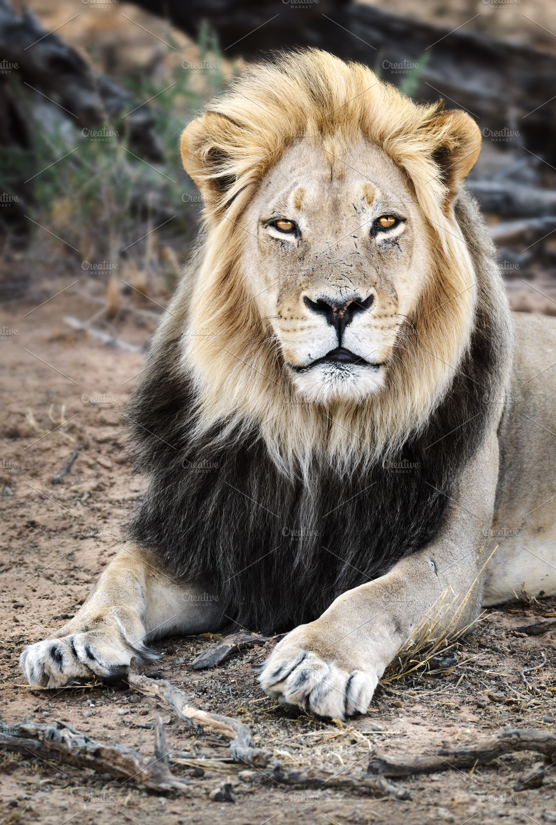 Black maned Lion portrait close-up, an Animal Photo by Etienne & Yolandi Outram