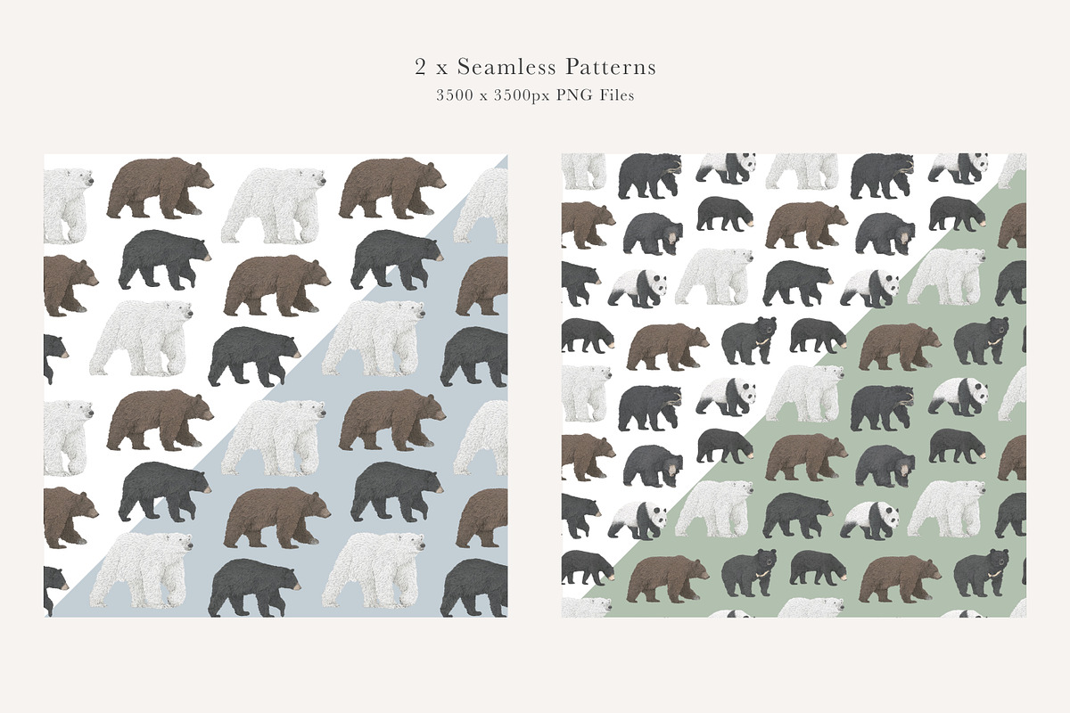 Bear Species Set - Hand-drawn PNGs, an Animal Illustration by LaurenFittonIllustration (Photo 4 of 10)