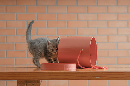 Little gray kitten plays