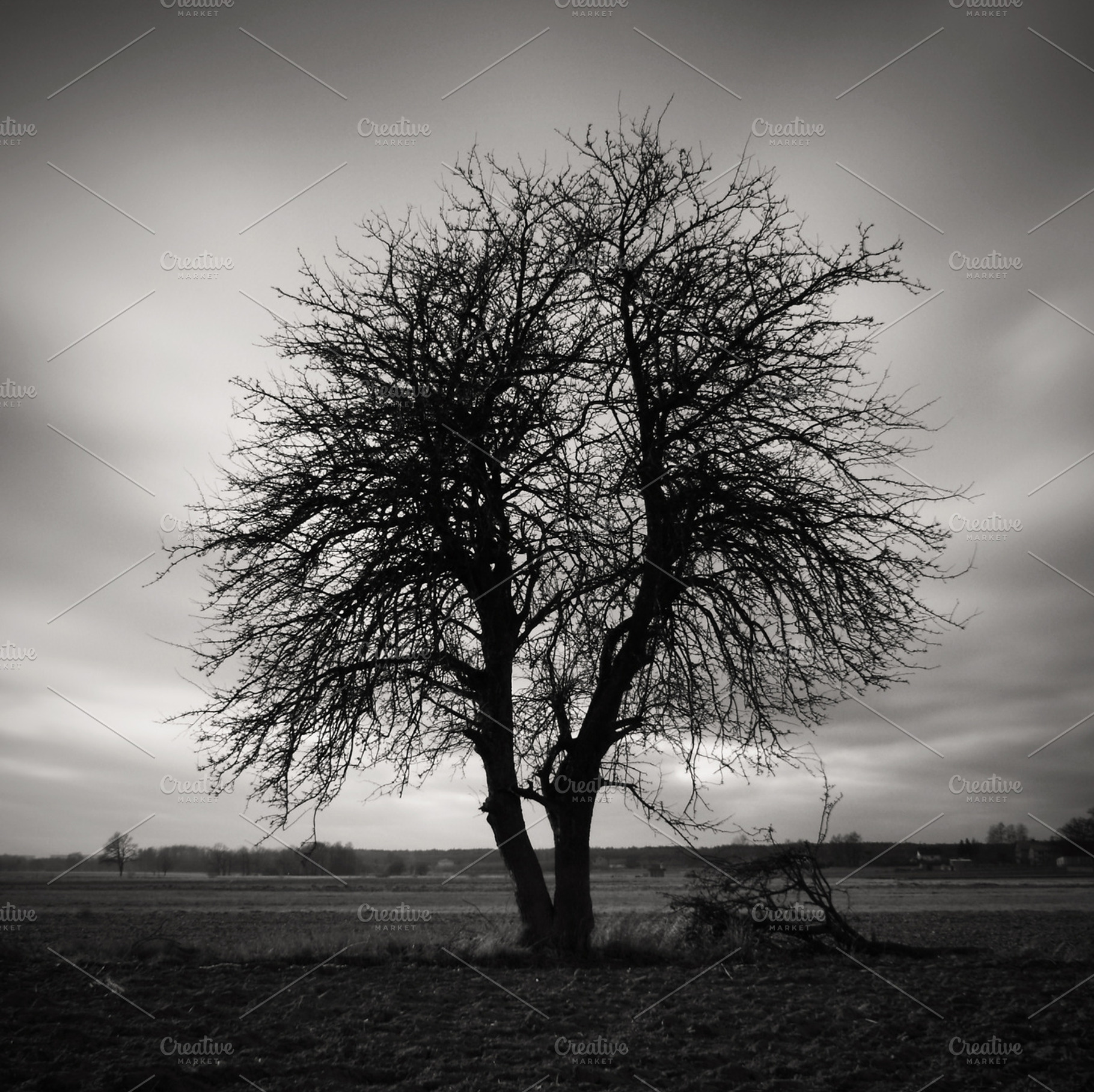 Deep Breathing Stock Photo Containing Tree And Bw