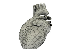 Detailed 3D Human Heart