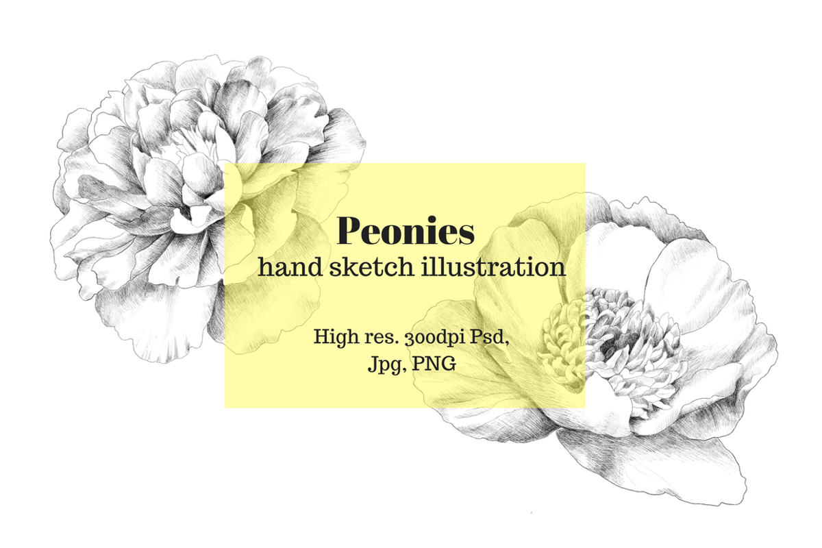 Peony hand sketch, an Object Graphic by VictoriaKStudio (Photo 1 of 3)
