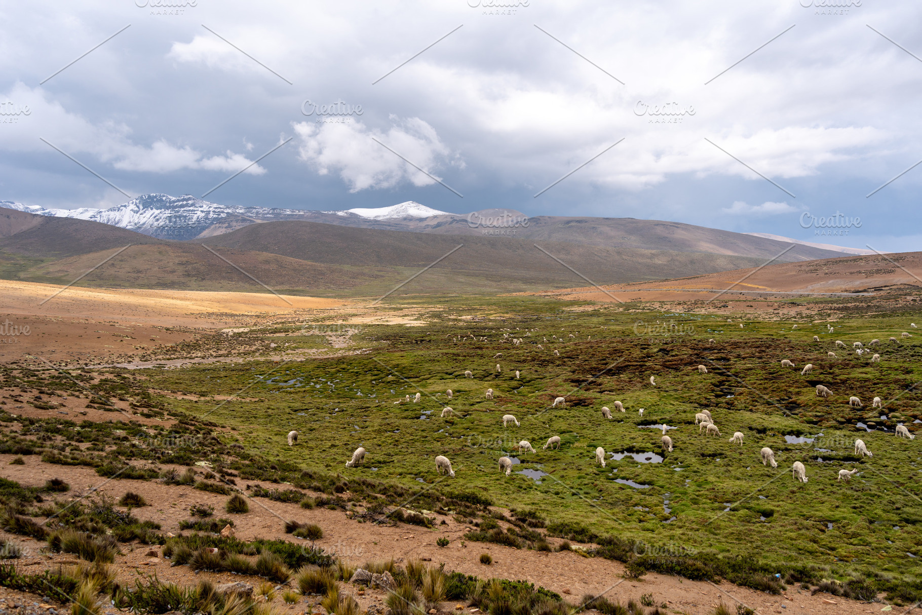 White Alpacas Grazing in the Peruvian Highlands Surrounded by Mo, an Animal Photo by GoodGoods