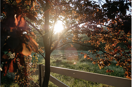 Sunny forest glade with sunlight