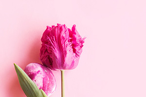 Easter flat lay. Stylish easter egg and pink tulip flat lay on p, a Holiday Photo by Sonjachni