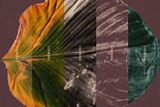 Broken Leaves 200 Transparent Object, an Object Graphic by nicholasasmita (Thumbnail 3 of 15)