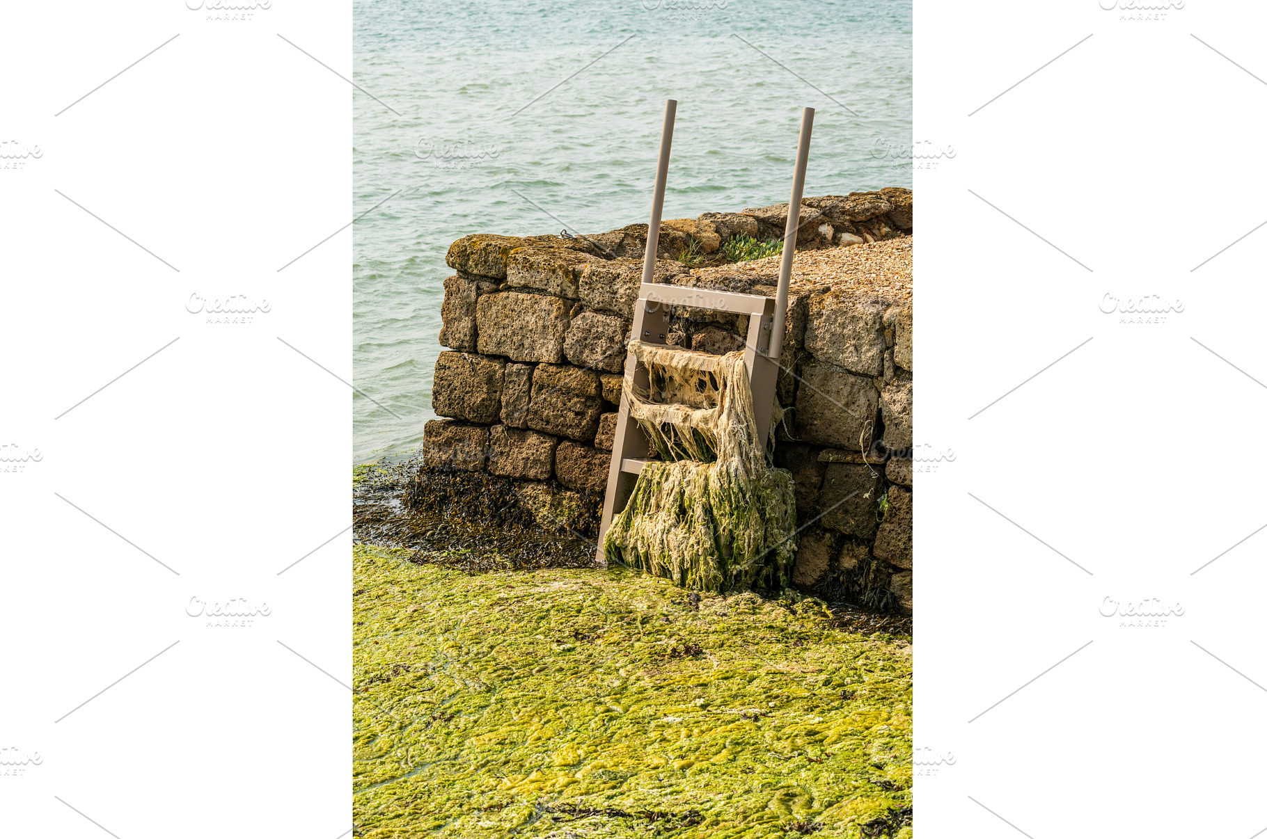 Blue-green summer algae covering the, a Nature Photo by Backyard Stock