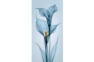X-Ray Floral Art: Abstract Calla, an Illustration by tilialucida