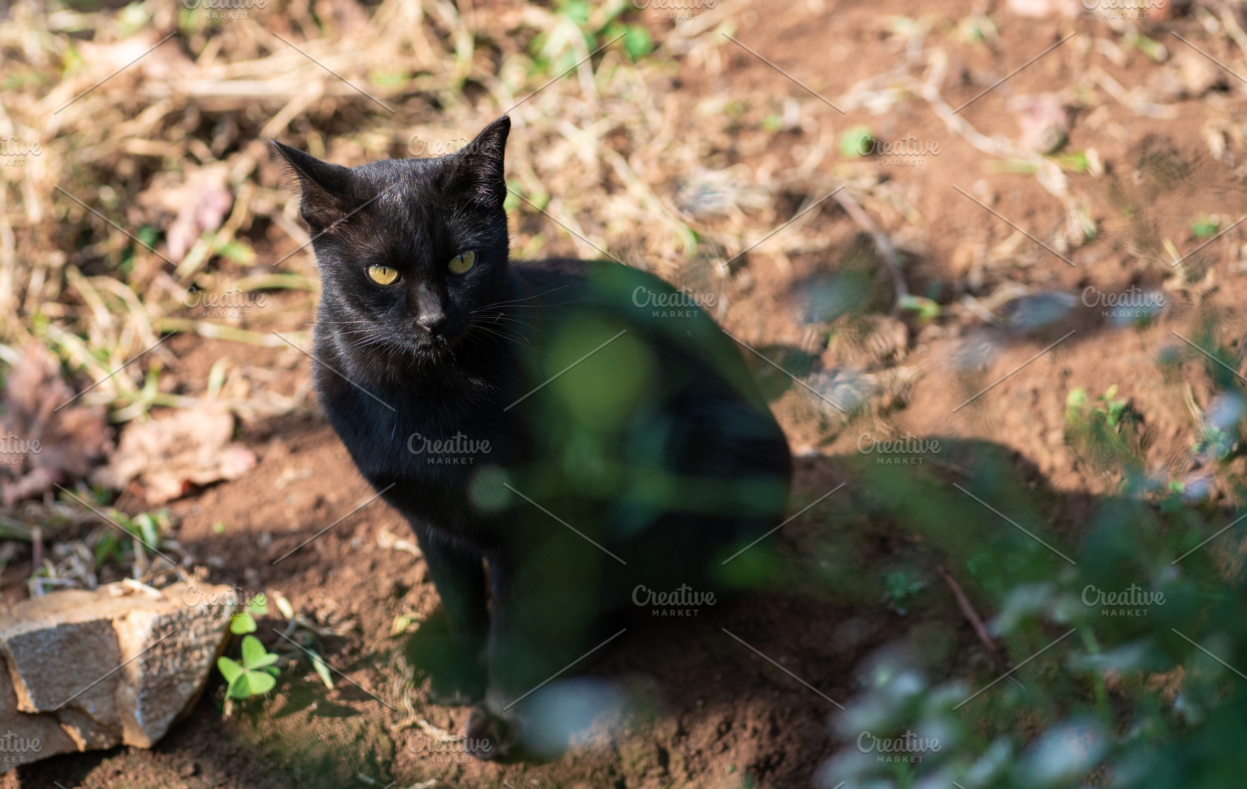 Black cat sitting in the garden., an Animal Photo by Nednapa