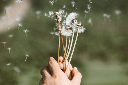 Flying dandelion stock photo containing dandelion and summer
