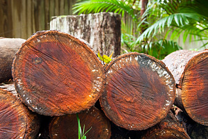 Log Stack, a Nature Photo by THP Creative