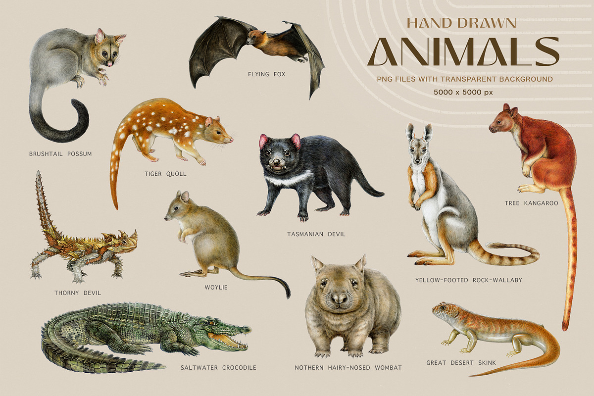 Australia Flora Fauna Clipart, an Animal Illustration by AnitaPol (Photo 3 of 27)